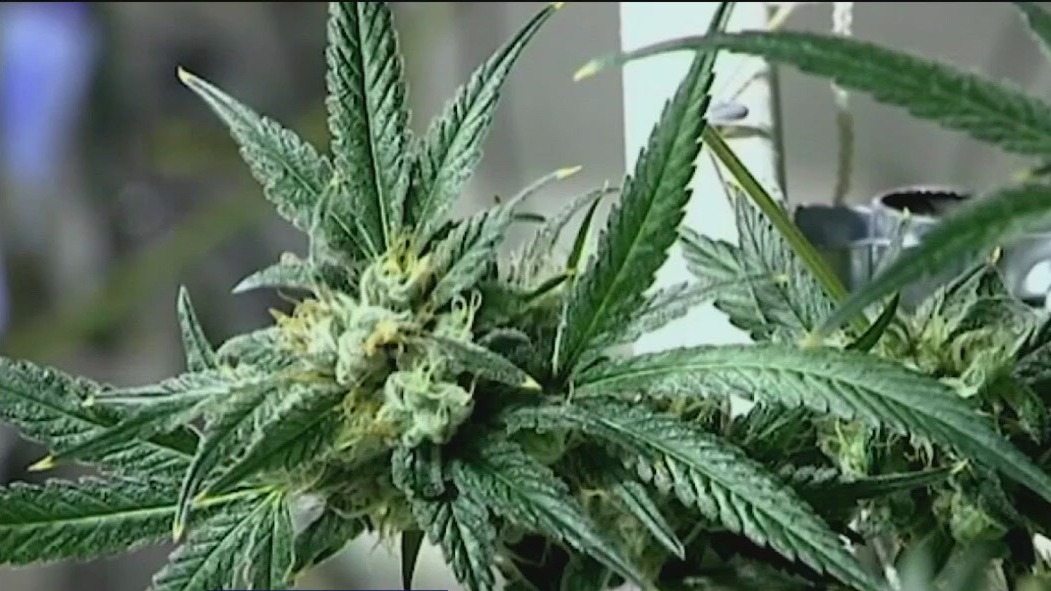 Florida lawmakers target recreational pot